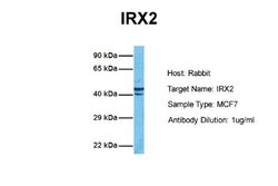 IRX2 Rabbit anti-Human, Polyclonal, Novus Biologicals 0.1 mL | Buy Online | Novus Biologicals | Fisher Scientific